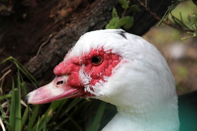 看来不是拜仁菜，只是巴萨太强！国家德比，巴萨客场4球大胜皇马.